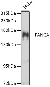 Western blot analysis of extracts of HeLa cells, using FANCA antibody  at 1:1000 dilution
