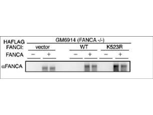 Western blot using Boster