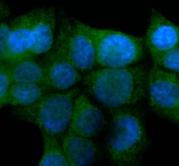 IF analysis of DSCAM using anti-DSCAM antibody (A03665-2)