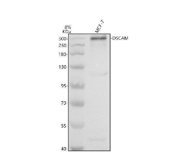 Western blot analysis of DSCAM using anti-DSCAM antibody (A03665-2)