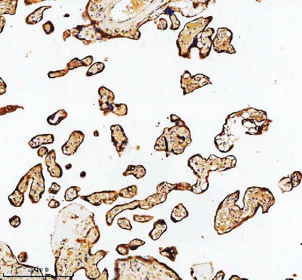 a03666 2 hadha primary antibodies ihc testing 11