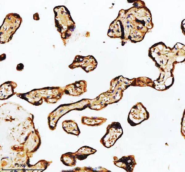 a03666 2 hadha primary antibodies ihc testing 12