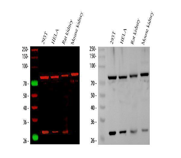  Western blot analysis of HADHA using anti-HADHA antibody (A03666-2)