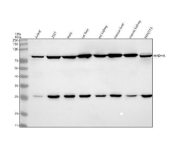  Western blot analysis of HADHA using anti-HADHA antibody (A03666-2)