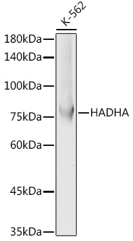 a03666 hadha primary antiboties wb testing 1