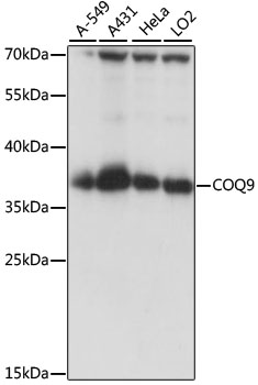 Western blot analysis of extracts of various cell lines, using COQ9 antibody