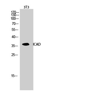 a03671 1 dffa primary antibodies wb testing 2