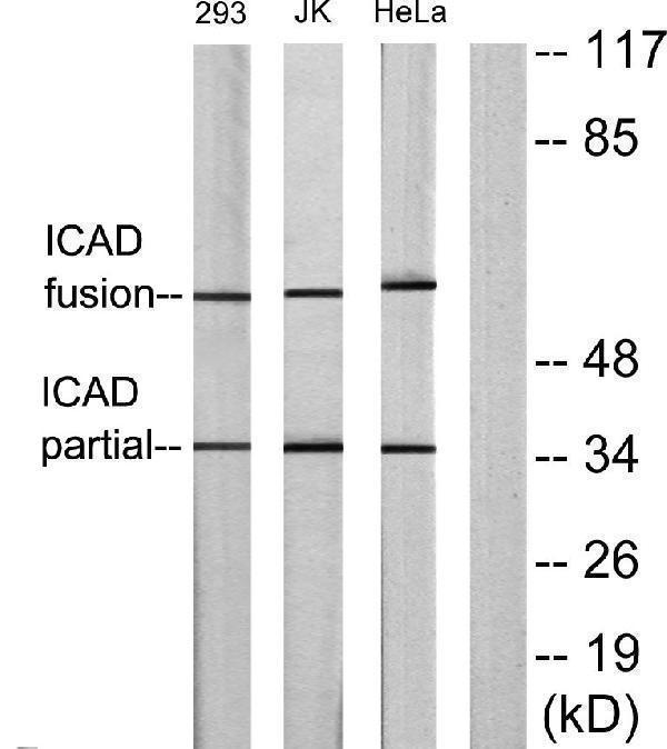 a03671 1 dffa primary antibodies wb testing 3