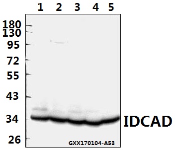 a03671 3 dffa primary antiboties wb testing 1