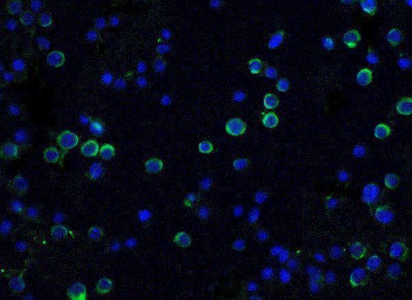a03671 dffa primary antibodies if testing 3