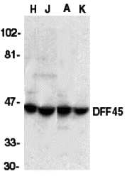 a03671 dffa primary antibodies wb testing 1