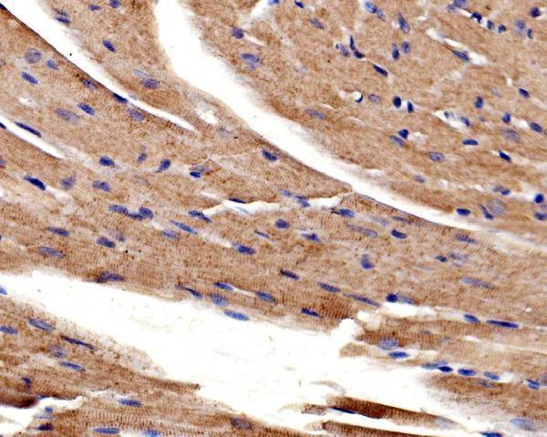  IHC analysis of ACTN2 using anti-ACTN2 antibody (A03673-1)
