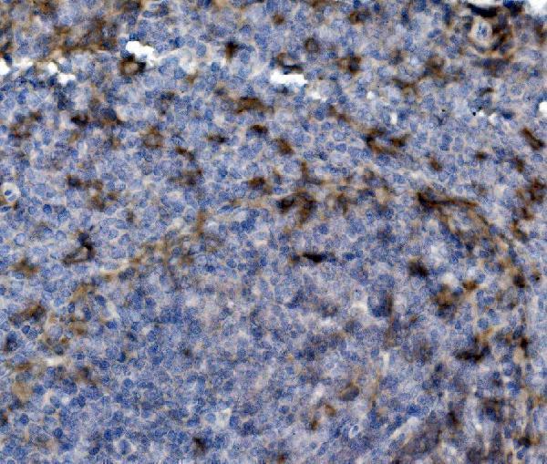  IHC analysis of SELPLG using anti-SELPLG antibody (A03674-3)