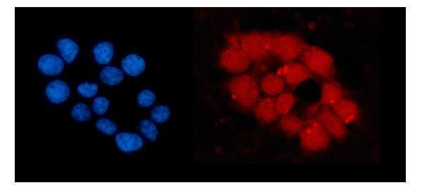 a03676 1 orc5 primary antibodies if testing 2