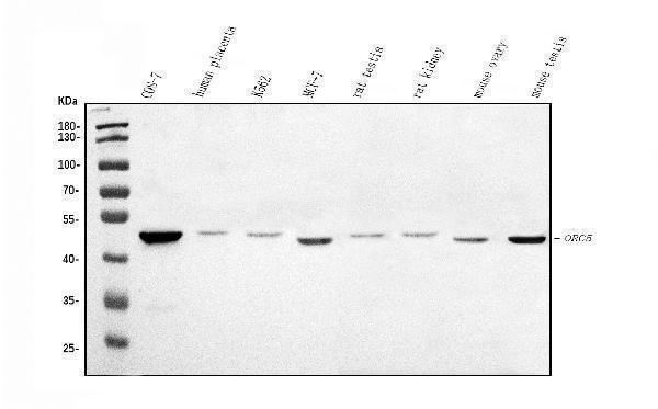 a03676 1 orc5 primary antibodies wb testing 1
