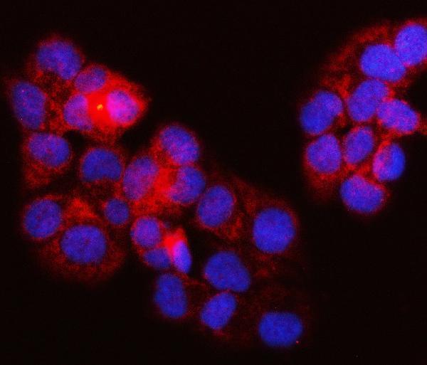  IF analysis of SURF1 using anti-SURF1 antibody (A03678-2)
