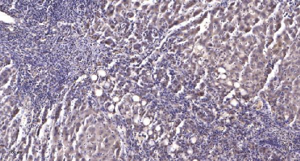 a03678 surf1 primary antibodies ihc testing 1