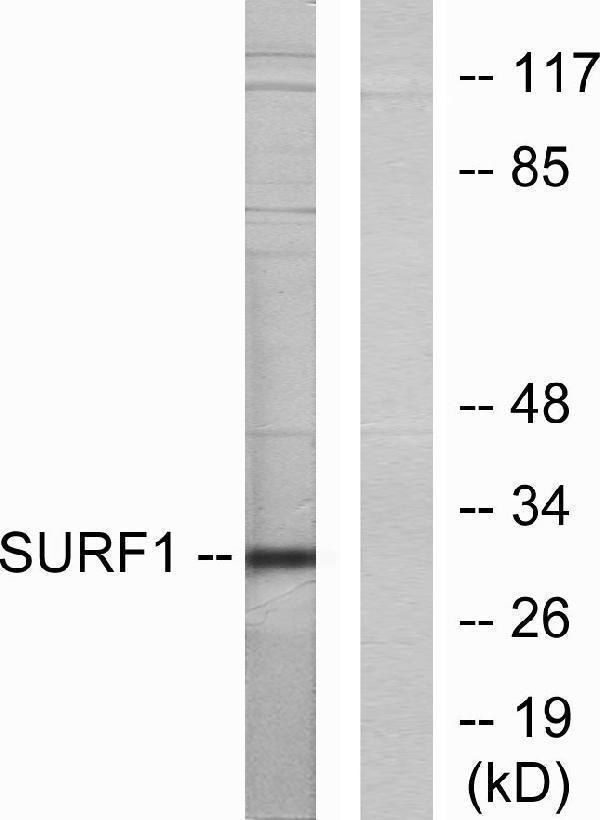 a03678 surf1 primary antibodies wb testing 3