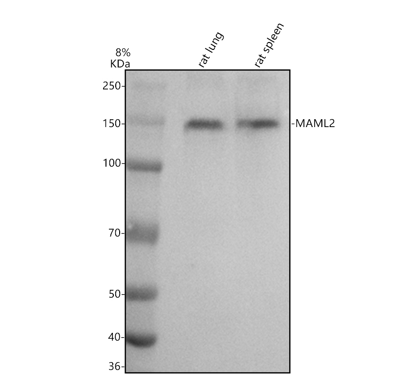 Western blot analysis of MAML2 using anti-MAML2 antibody (A03679-1)