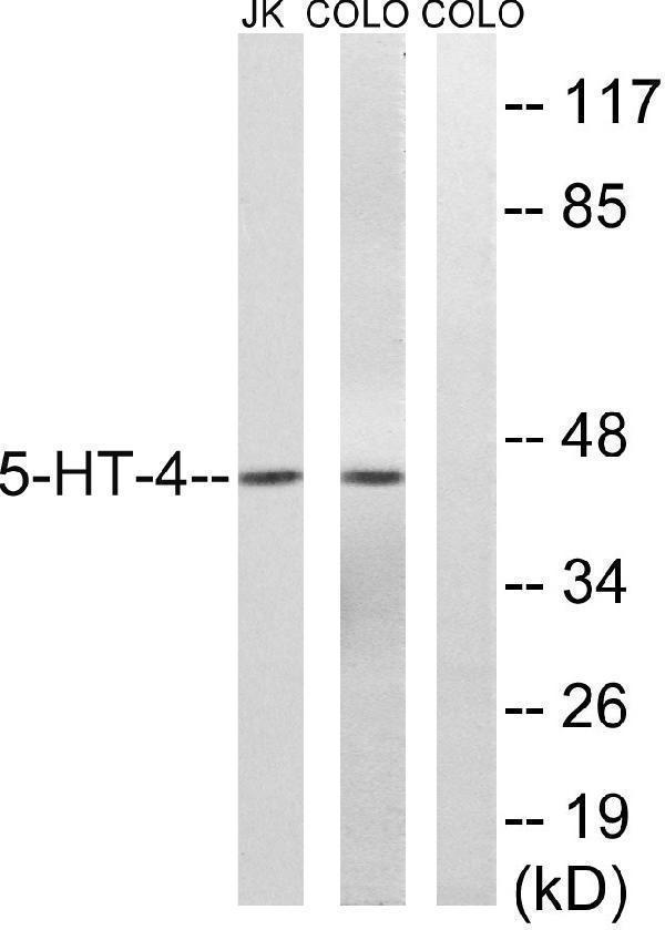 Western blot analysis of lysates from Jurkat/COLO205, using 5-HT-4 Antibody