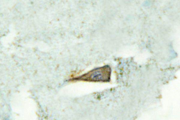 Immunohistochemistry (IHC) analyzes of SR-4 (D47) pAb in paraffin-embedded human brain tissue