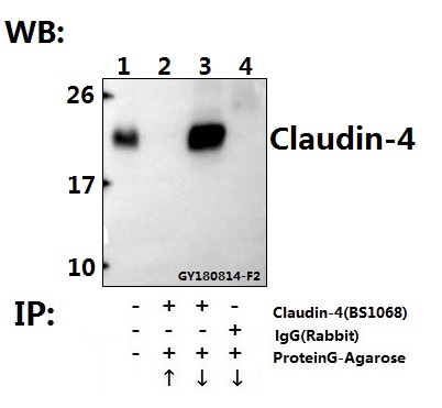 a03683 1 cldn4 primary antiboties ip testing 3