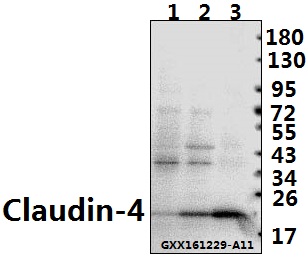 a03683 1 cldn4 primary antiboties wb testing 1