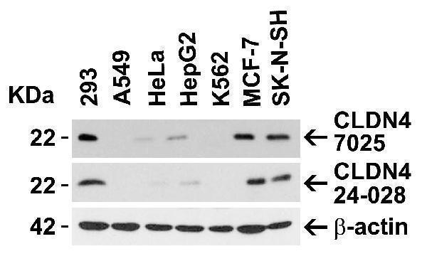 a03683 cldn4 primary antibodies wb testing 1
