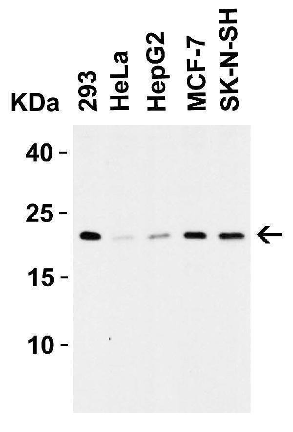 a03683 cldn4 primary antibodies wb testing 2