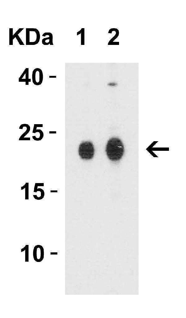 a03683 cldn4 primary antibodies wb testing 3