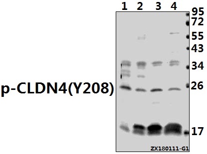 a03683y208 cldn4 primary antiboties wb testing 1