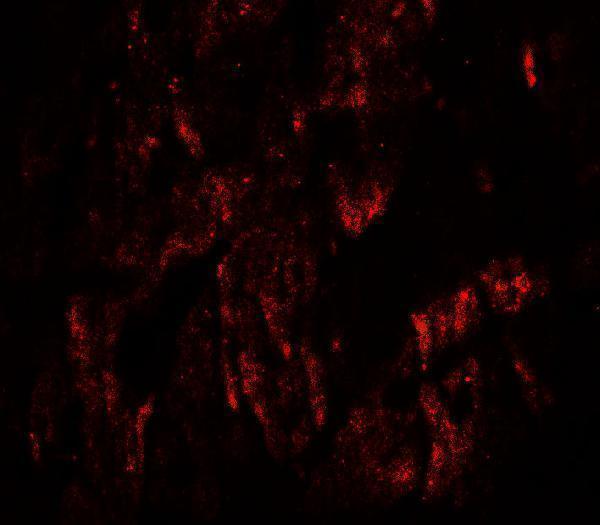 a03684 wapal primary antibodies if testing 3