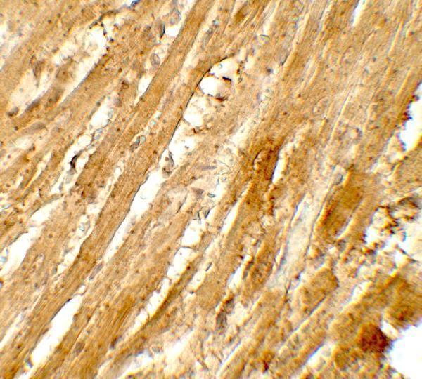 a03684 wapal primary antibodies ihc testing 2