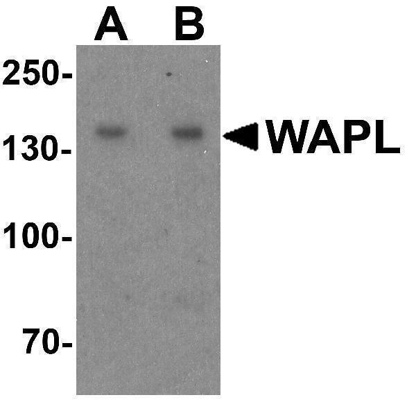 a03684 wapal primary antibodies wb testing 1