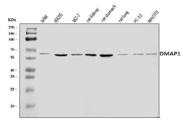  Western blot analysis of DMAP1 using anti-DMAP1 antibody (A03688-2)