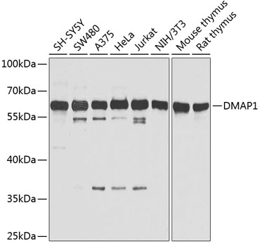 a03688 dmap1 primary antiboties wb testing 1