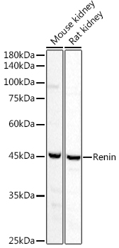 a03689 1 ren primary antiboties wb testing 1