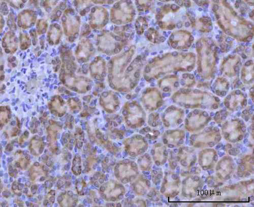  IHC analysis of Renin/REN using anti-Renin/REN antibody (A03689-3)