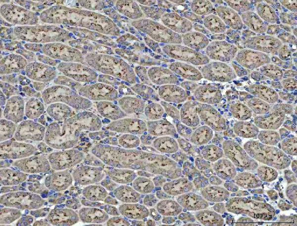  IHC analysis of Renin/REN using anti-Renin/REN antibody (A03689-3)