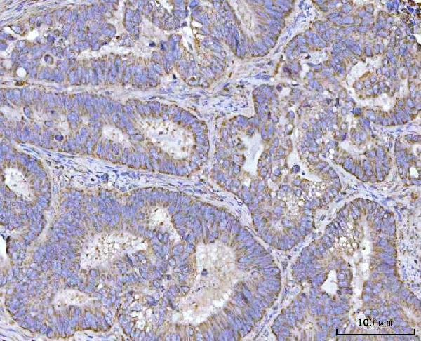 a03689 3 ren primary antibodies ihc testing 4
