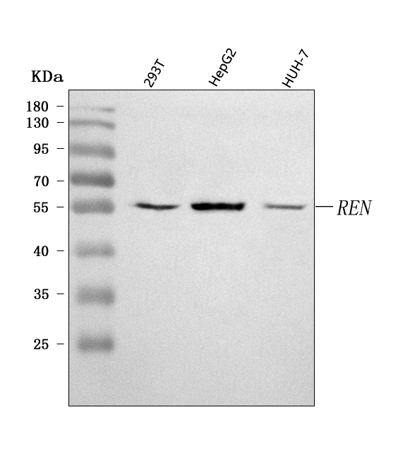  Western blot analysis of Renin/REN using anti-Renin/REN antibody (A03689-3)