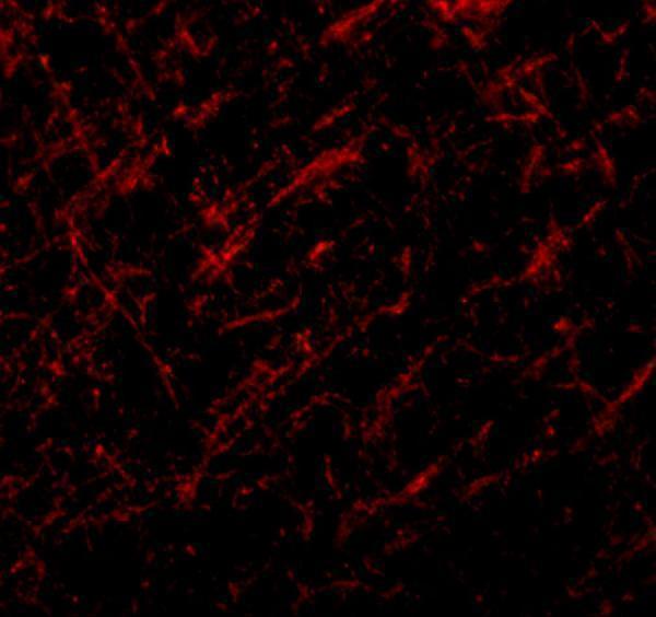 Immunofluorescence of JMJD6 in rat brain tissue with JMJD6 antibody at 20 μg/mL