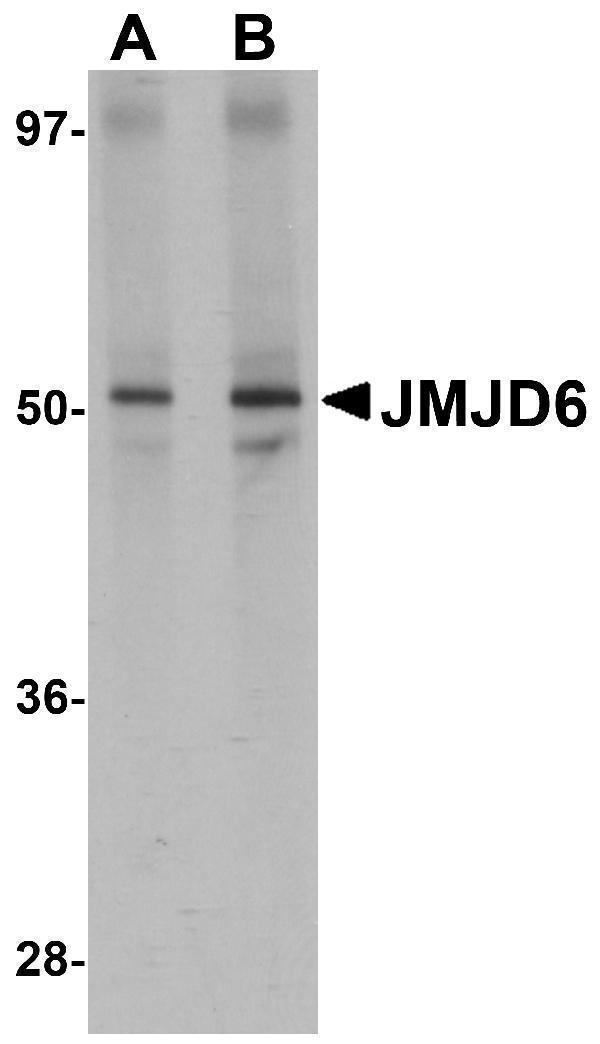 Western blot analysis of JMJD6 in human brain tissue lysate with JMJD6 antibody at (A) 1 and (B) 2 μg/mL
