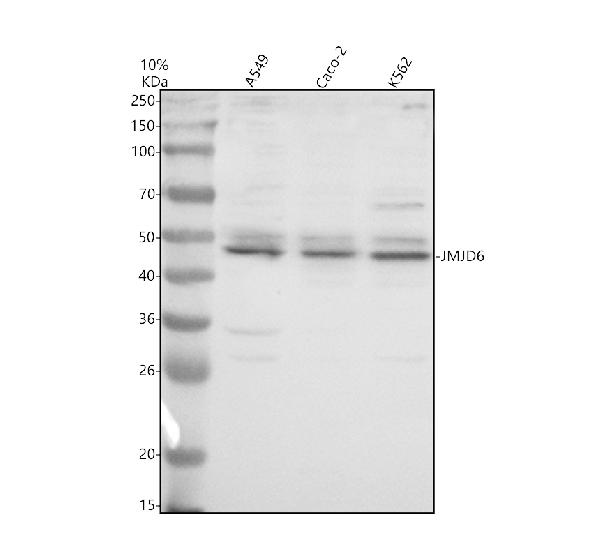 Western blot analysis of JMJD6 using anti-JMJD6 antibody (A03690-3)