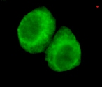 Immunofluorescence analysis of HeLa cells using PSR Monoclonal Antibody