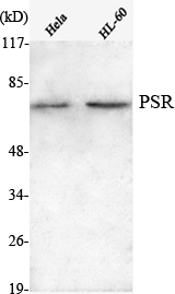 Western Blot analysis using PSR Monoclonal Antibody against HeLa, HL-60 cell lysate