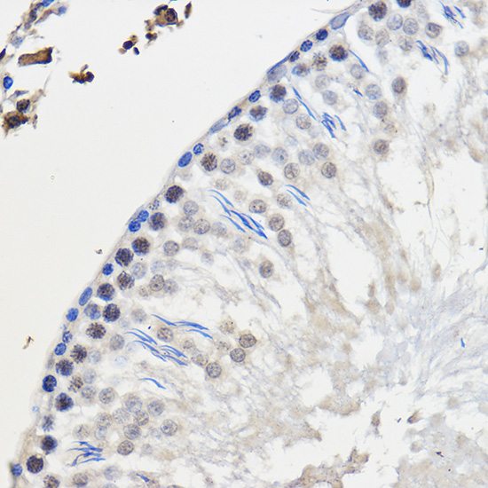 Immunohistochemistry of paraffin-embedded Rat testis using hnRNP U Rabbit pAb  at dilution of 1:50 