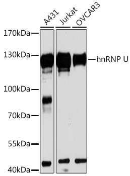 Western blot analysis of extracts of various cell lines, using hnRNP U antibody  at 1:3000 dilution