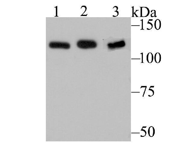 Western blot analysis of HnRNP U on different cell lysates using anti-HnRNP U at 1/500 dilution