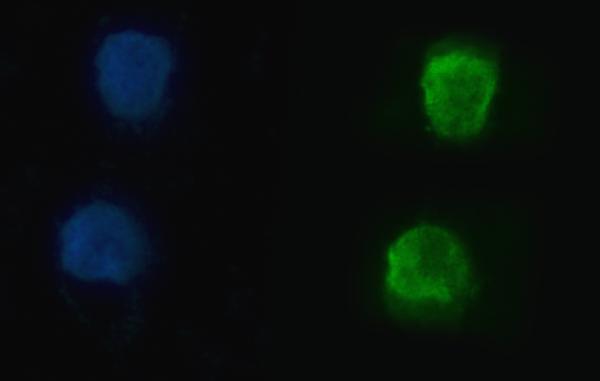a03691 3 hnrnpu primary antibodies if testing 11